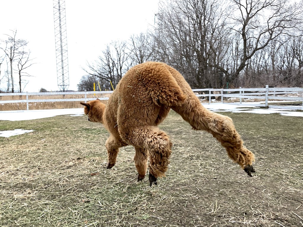 Pudgy Farm | 1080 Road 76.5 NW Rd, Warren, MB R0C 3E0, Canada | Phone: (204) 880-1058