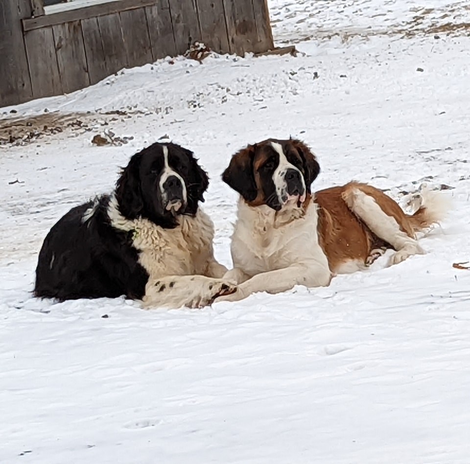 Élevage des géants lands-bernard | Ste Clothilde, 1355 rang, Sainte-Clotilde-de-Horton, QC J0A 1H0, Canada | Phone: (819) 816-3280