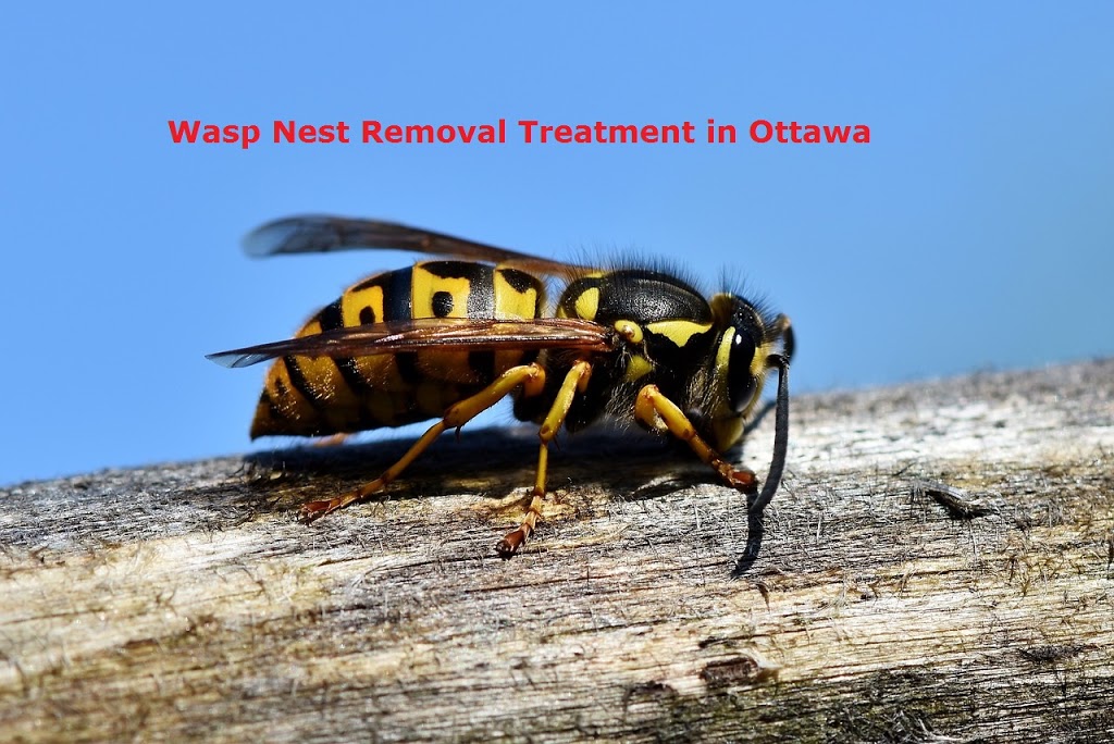 A2Z Pest Control Ottawa | 176 Harmattan Ave, Ottawa, ON K2S 2R3, Canada | Phone: (613) 772-0222