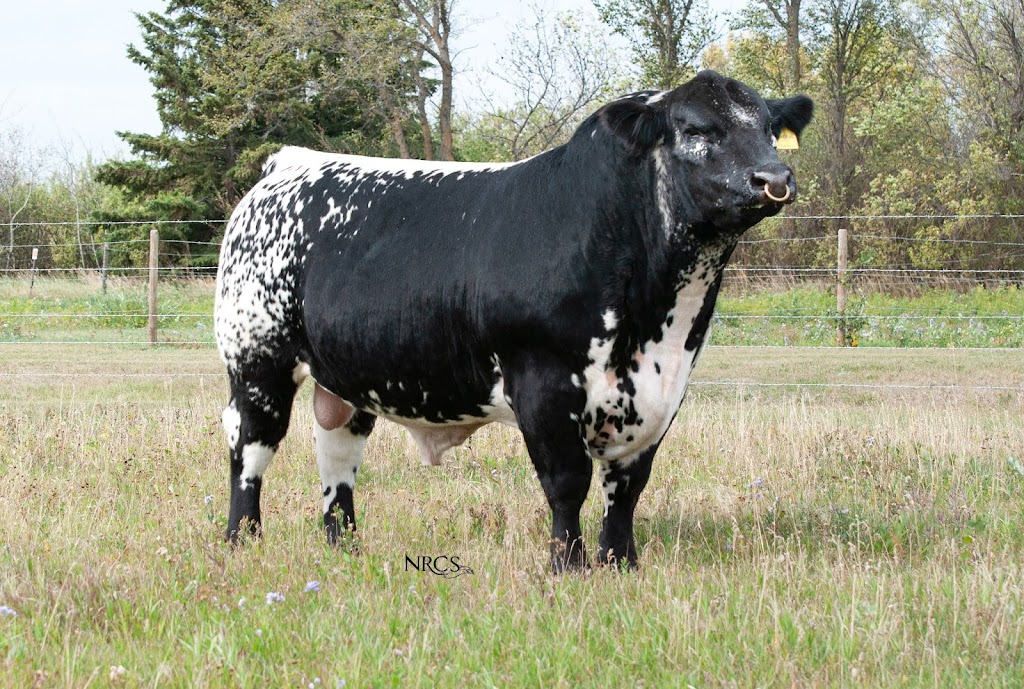 Trestle Creek Cattle Company | 7079 Line 21, Staffa, ON N0K 1Y0, Canada | Phone: (519) 301-2476