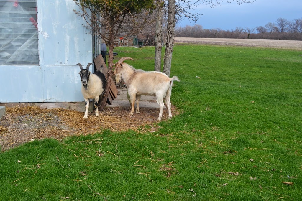 Vu-Shorgo Ltd. (Heaven on Earth) A community living farm | 957 East West Rd, Pelee Island, ON N0R 1M0, Canada | Phone: (519) 990-6961