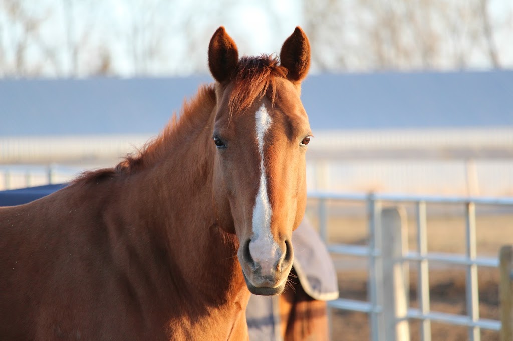 Twin Valley Stables | 244083, Range Rd 31, Calgary, AB T3Z 3L8, Canada | Phone: (403) 771-8876