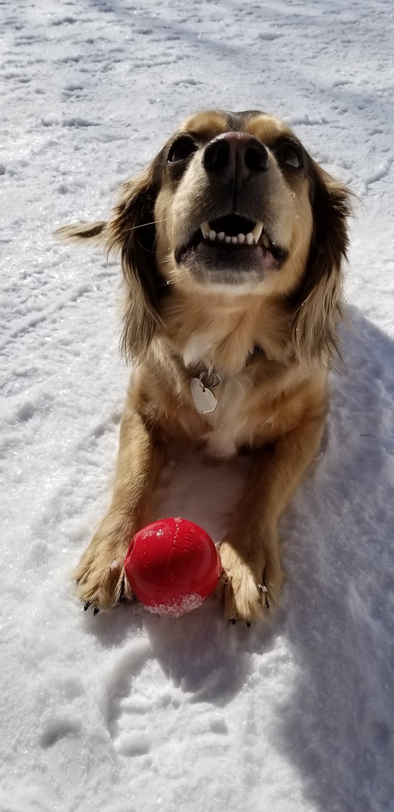 Parc canin | 425 Boul Jean-Baptiste-Rolland E, Saint-Jérôme, QC J7Z 2G9, Canada