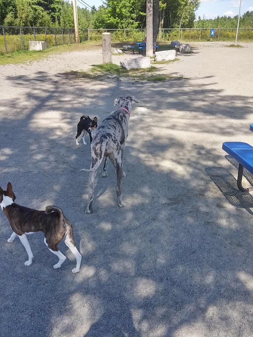 Canine Park Bolivars | 1274 Boulevard Céloron, Blainville, QC J7C 5A8, Canada | Phone: (450) 434-5390