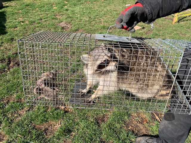 Canadian Wildlife Removal INC | 304 Buick Blvd, Brampton, ON L7A 4L8, Canada | Phone: (905) 233-2412