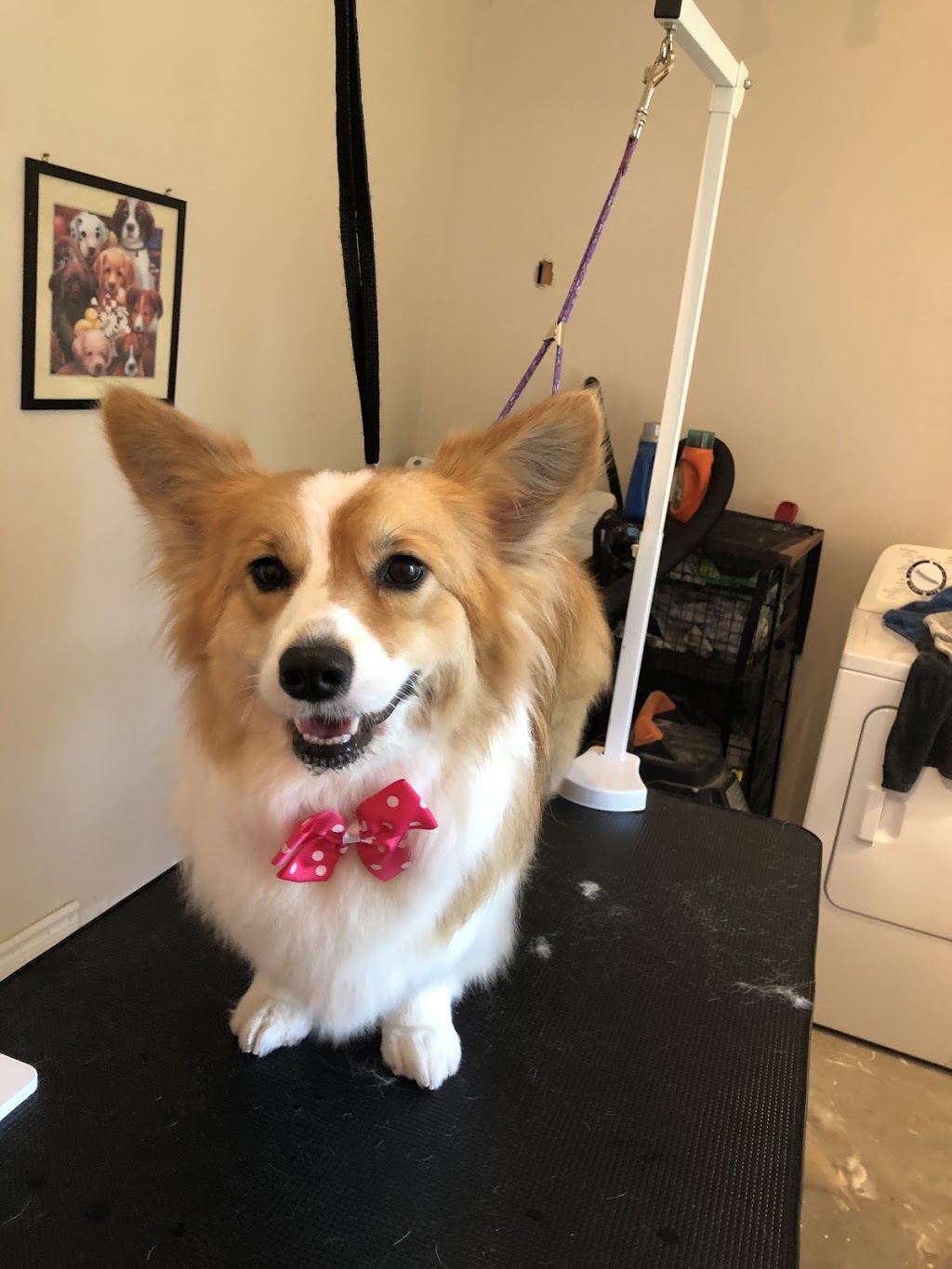 Megan’S’paw Dog Grooming | 1589 King St #2, Prince Albert, ON L9L 1C2, Canada | Phone: (905) 449-4066