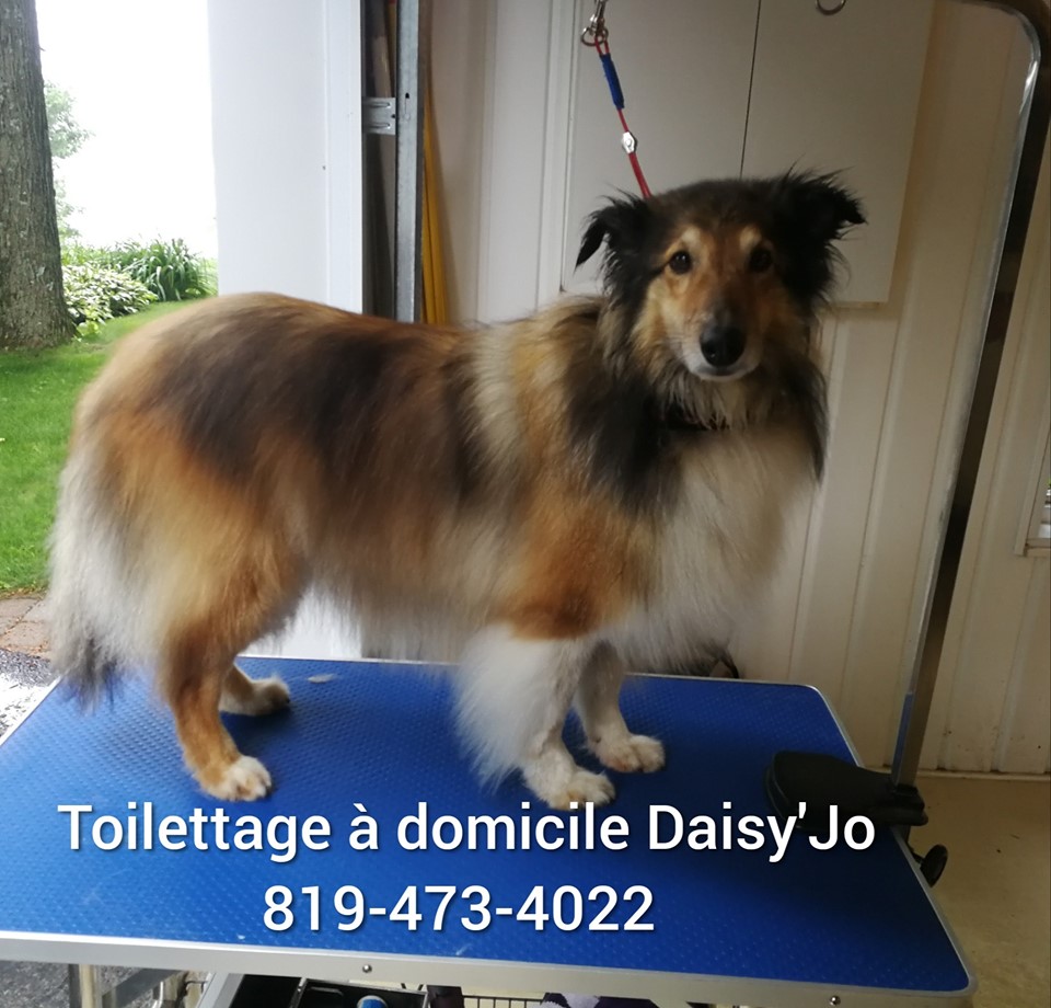 Toilettage Comportemental à domicile DaisyJo | 3890 Rue Martel, Saint-Cyrille-de-Wendover, QC J1Z 1B7, Canada | Phone: (819) 473-4022