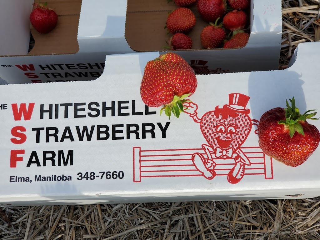 Whiteshell Strawberry Farm | Hwy 11, 1/4 km. N of, Elma, MB R0E 0Z0, Canada | Phone: (204) 348-7660