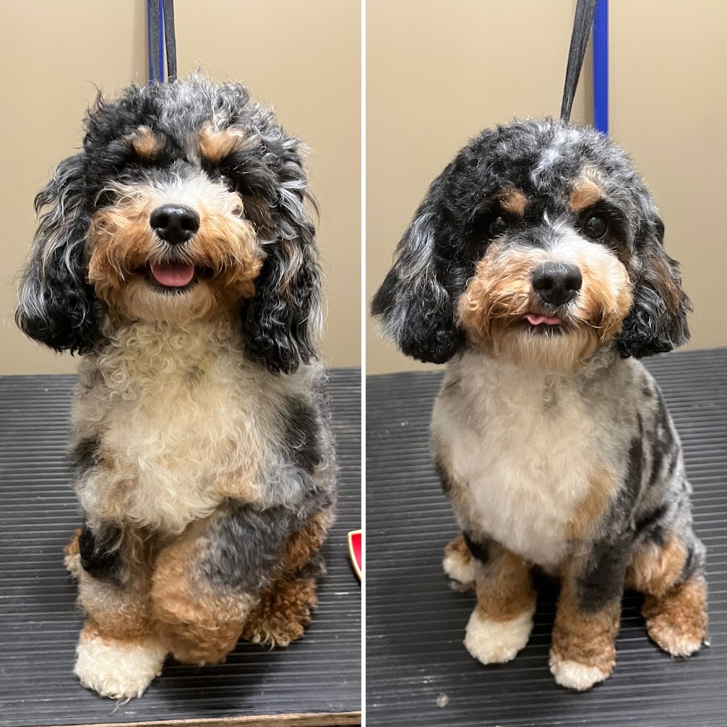 Cindy’s Place Small Dog Grooming | 20 Abbey Ln, Steinbach, MB R5G 2K2, Canada | Phone: (204) 380-3369