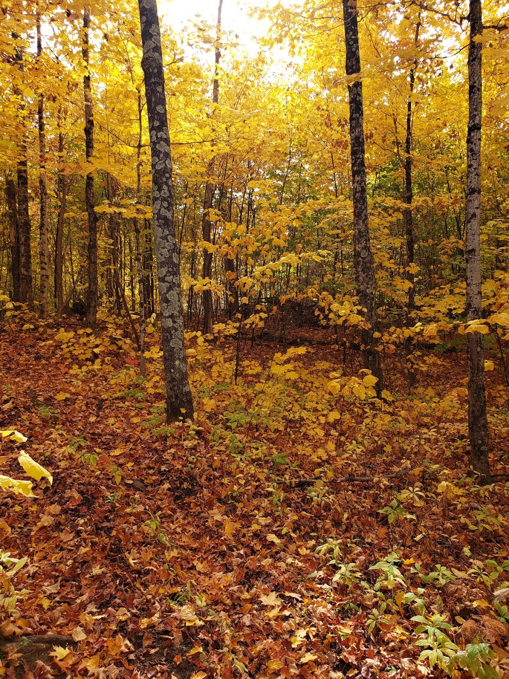 Refuges du lac Démélé | 224 Chemin du Lac Cameron, Amherst, QC J0T 2T0, Canada | Phone: (514) 462-0222