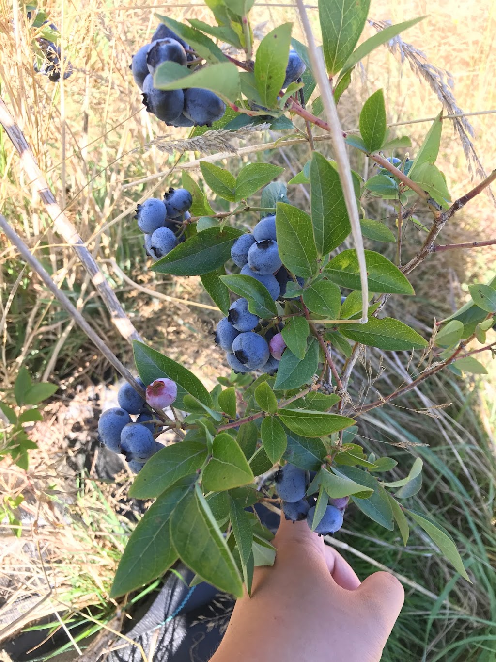 Haslam Creek Berry Farm-certified organic blueberry | 2900 Rugby Road, Nanaimo, BC V9X 1T2. Or, 2900 Beck Rd, Nanaimo, BC V9X 1T2, Canada | Phone: (250) 797-0623