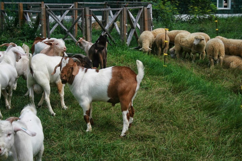 Ferme verte aux petits sabots | 260 3e Rang, Ormstown, QC J0S, Canada | Phone: (450) 829-3836