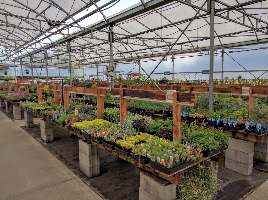 Amsterdam Greenhouses & Garden Centre | 19100 Old Dewdney Trunk Rd, Pitt Meadows, BC V3Y 2R8, Canada | Phone: (604) 465-6614