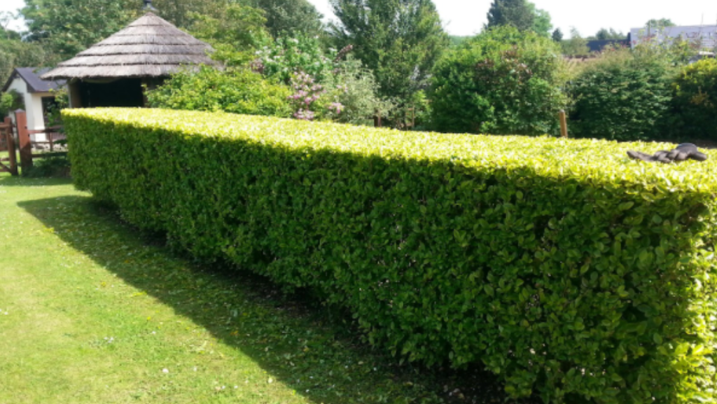 Great West Hedge trimming,tree care | 6322 171a St, Surrey, BC V3S 7G4, Canada | Phone: (604) 644-1510