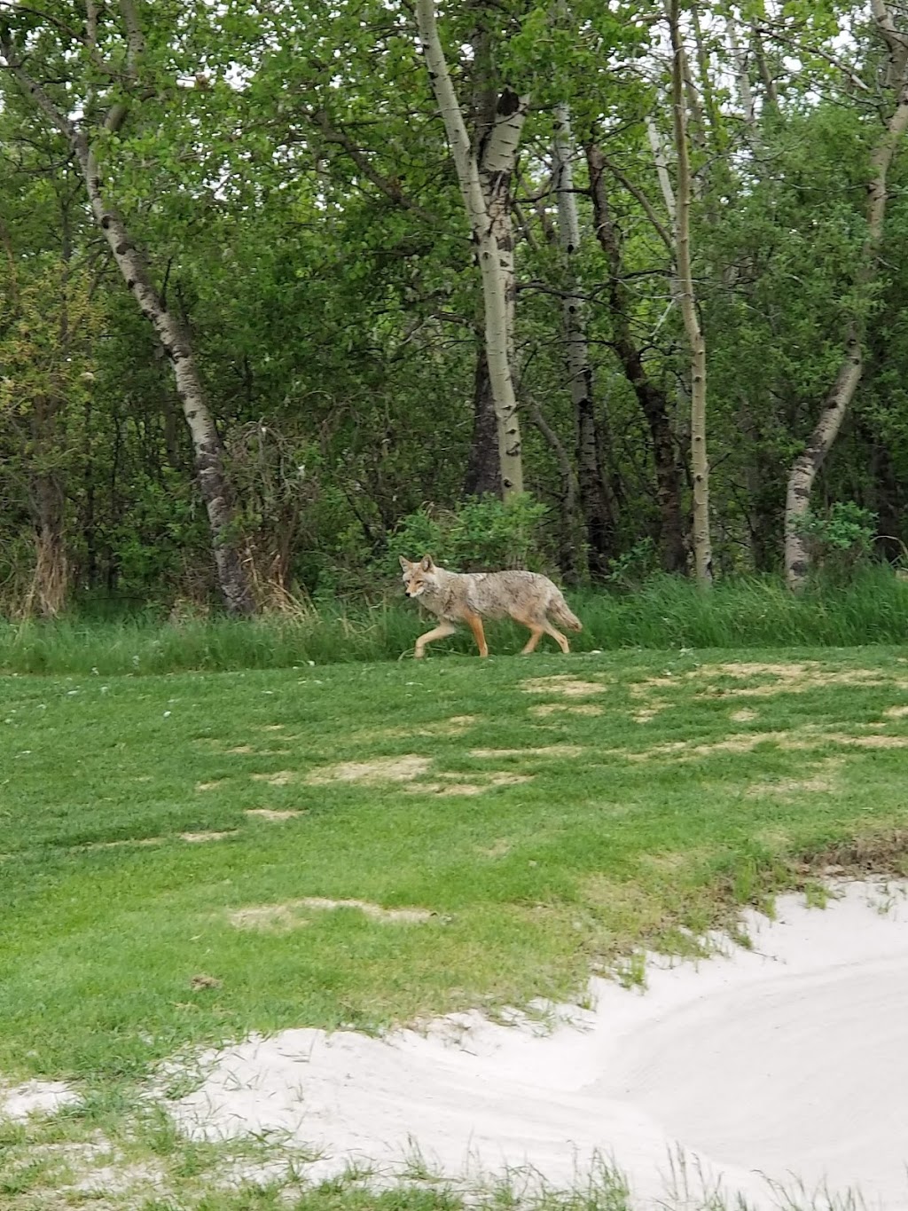 Elbow Springs Golf Club | 240086 Lott Creek Dr, Calgary, AB T3Z 2V4, Canada | Phone: (403) 246-2800