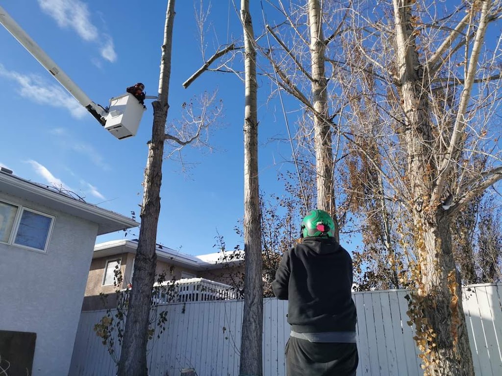 Second Nature Tree Care | 929 16 St S, Lethbridge, AB T1J 3C1, Canada | Phone: (403) 915-3986