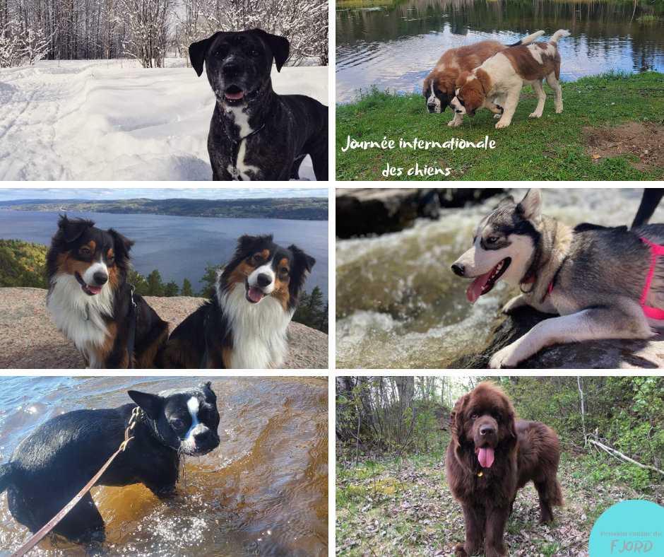 Pension canine du Fjord | 1551 Rte de Tadoussac, Saint-Fulgence, QC G0V 1S0, Canada | Phone: (418) 812-6707