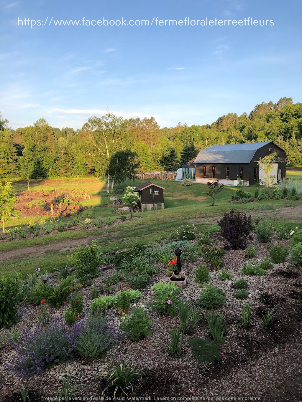 Ferme Florale Terre et Fleurs | 421 Rte de la Trav., Notre-Dame-de-Montauban, QC G0X 1W0, Canada | Phone: (418) 336-2252