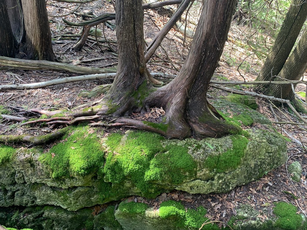 Bayview Escarpment Provincial Nature Reserve | Owen Sound, ON N4K 5W4, Canada | Phone: (519) 389-9056