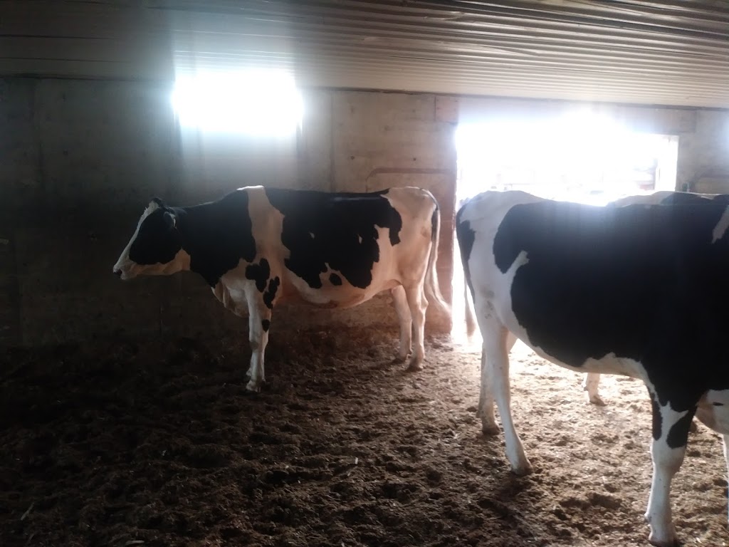 Martins Holsteins | 6718 4th Line, RR1, Palmerston, ON N0G 2P0, Canada | Phone: (519) 338-5497