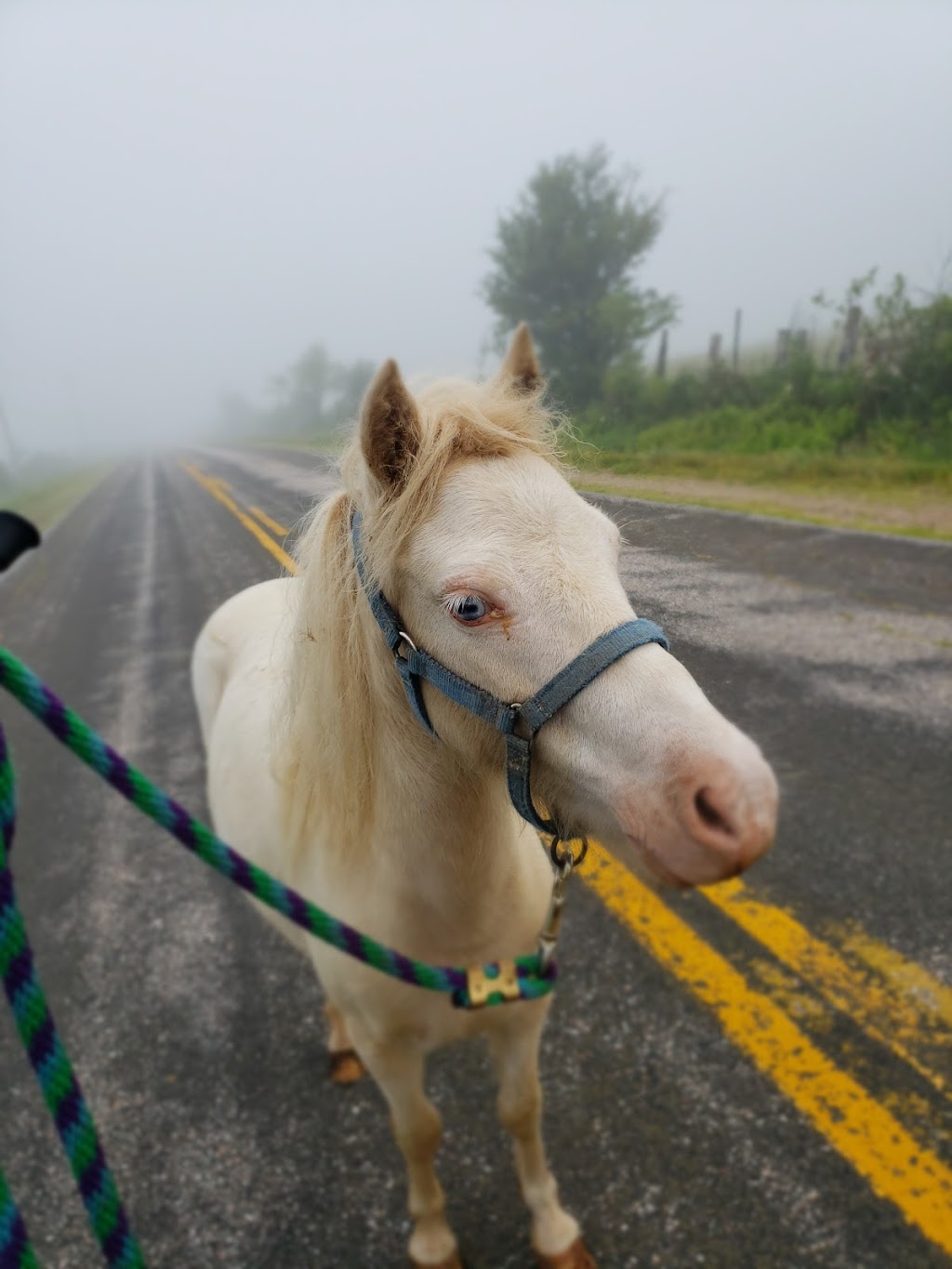 Mini Hearts Ranch | Port Lorne, NS B0S 1L0, Canada | Phone: (902) 309-0571