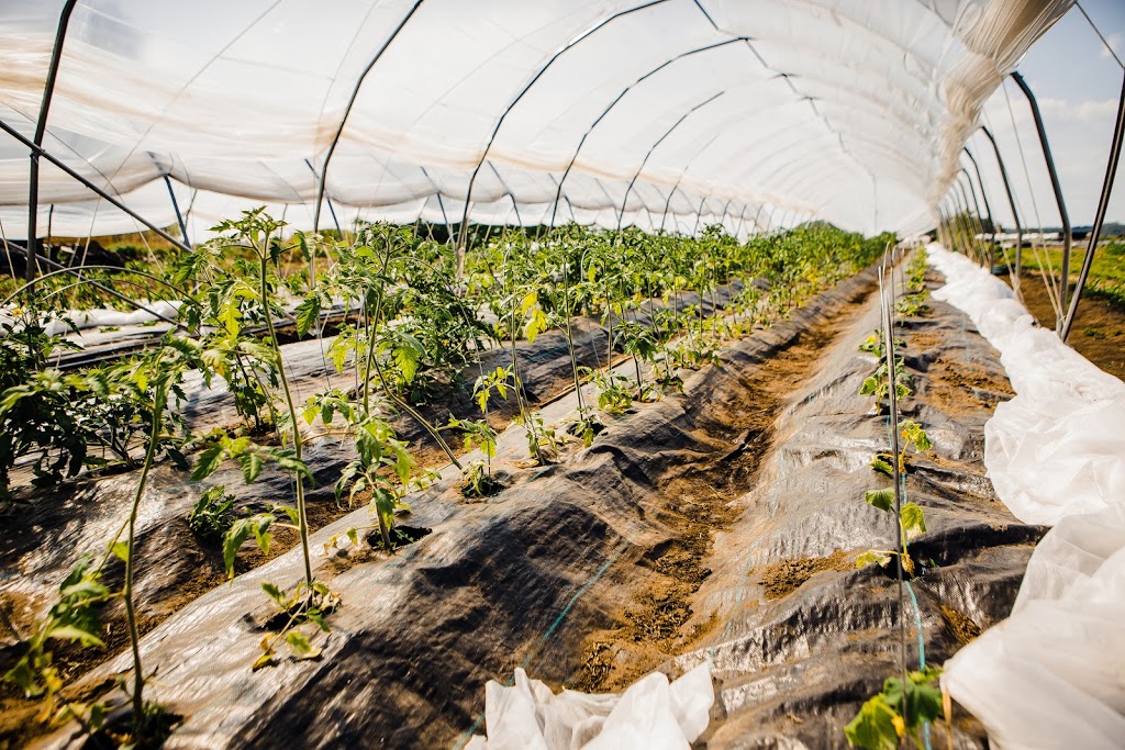 Les Hautes Herbes - Coop maraîchère | 681 Chemin Mazuret, Repentigny, QC J5Z 4C7, Canada | Phone: (438) 409-0399