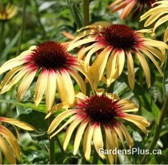 Gardens Plus | 136 County Rd 4, Peterborough, ON K9L 1V6, Canada | Phone: (705) 742-5918