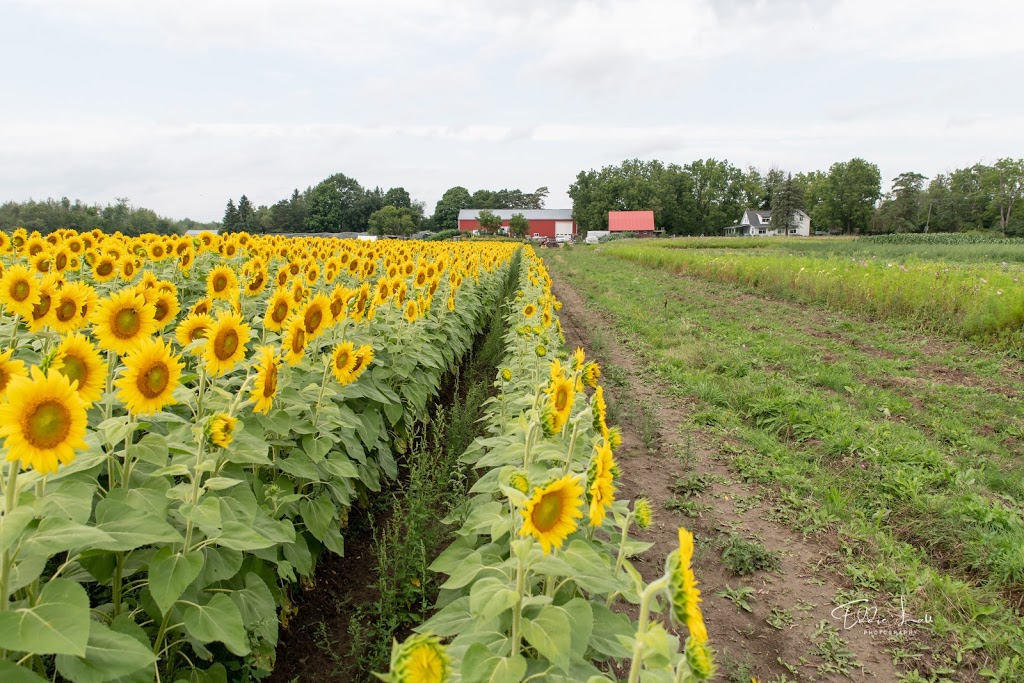 Sunrise Cedar Valley Farms | 16688 Kennedy Rd, Newmarket, ON L3Y 4W1, Canada | Phone: (416) 219-7993