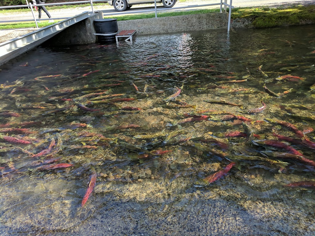 Weaver Creek Spawning Channel | 17780 Morris Valley Rd, Agassiz, BC V0M 1A1, Canada | Phone: (604) 796-9444