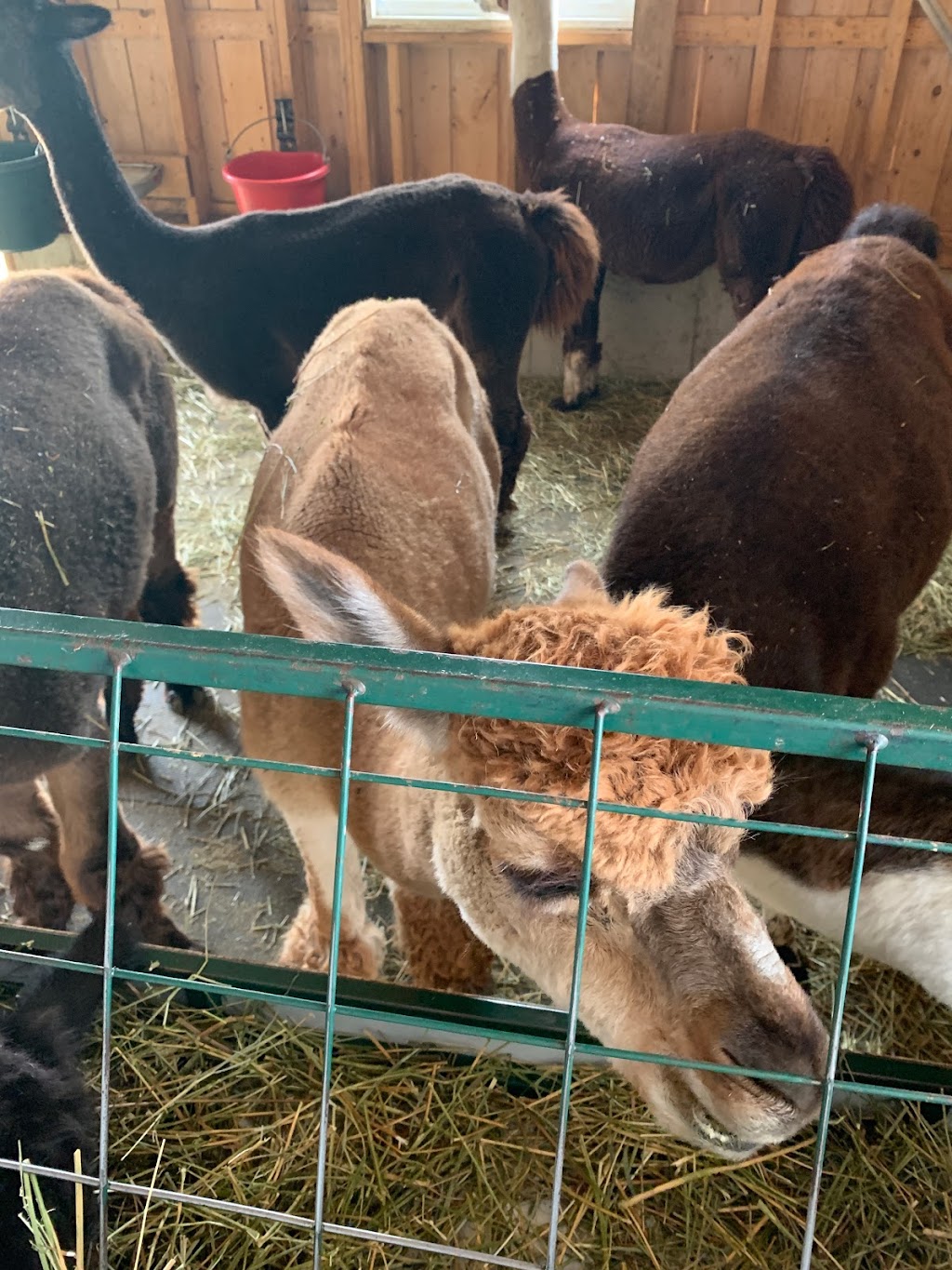 Alpacas Belarroyo | 9701 Rang de la Fresnière, Mirabel, QC J7N 2R8, Canada | Phone: (450) 258-2816