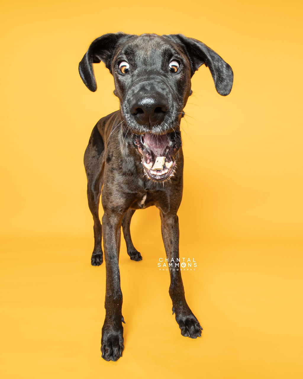 Chantal Sammons Pet Photography | 14 Westfield Dr, Whitby, ON L1P 0E7, Canada | Phone: (647) 269-1818