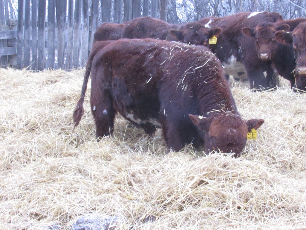 Prospect Hill Shorthorns | Township Rd 430, Meeting Creek, AB T0B 2Z0, Canada | Phone: (780) 877-2444