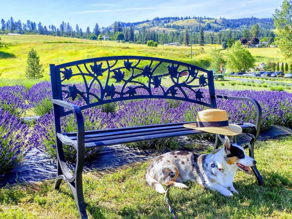 Blue Hills Lavender | 2361 50 St NE, Salmon Arm, BC V1E 1Y4, Canada | Phone: (250) 550-9792