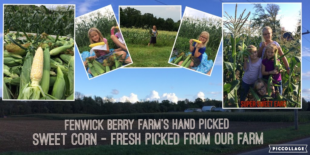 Fenwick Berry Farm: Office | 1367 Balfour St, Fenwick, ON L0S 1C0, Canada | Phone: (905) 892-8231