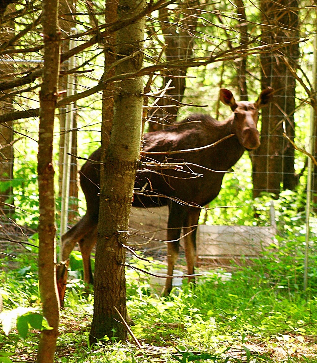 Aspen Valley Wildlife Sanctuary - Home | 1116 Crawford St, Rosseau, ON P0C 1J0, Canada | Phone: (705) 732-6368