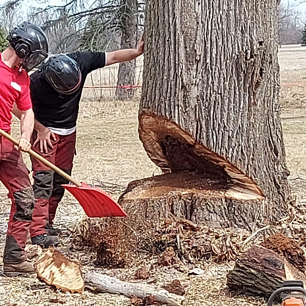 O.C Tree Care Inc. | Osgoode, Ottawa, ON K0A 2W0, Canada | Phone: (613) 327-3582