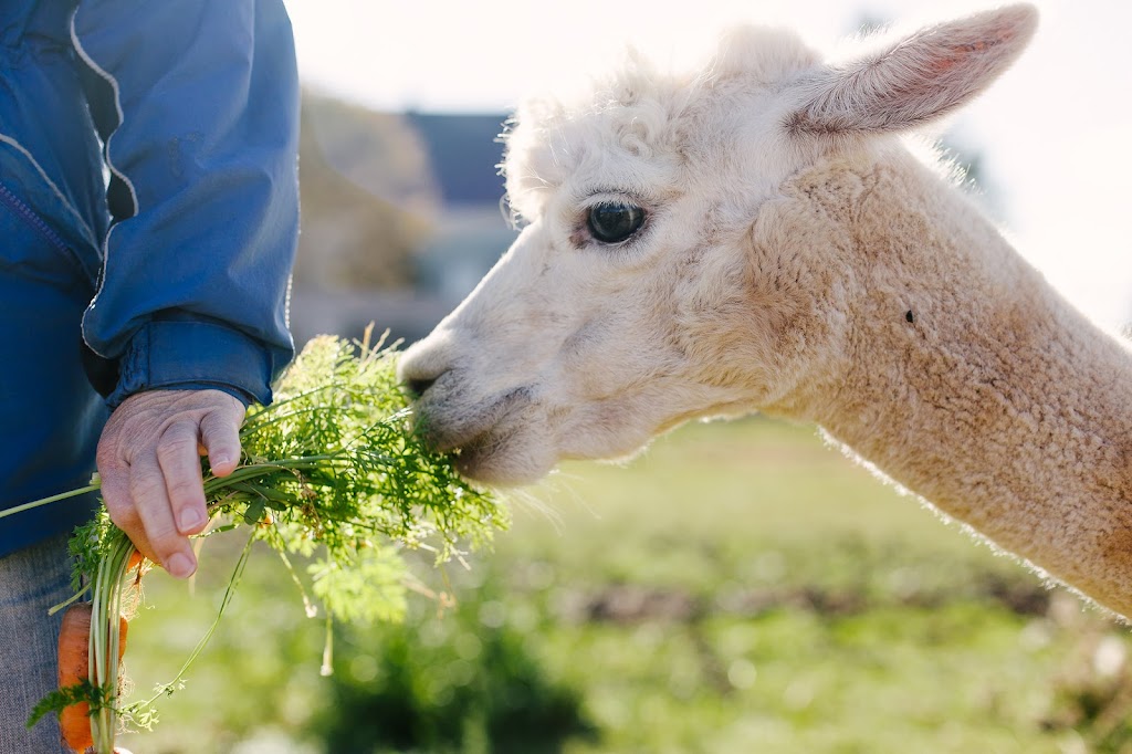 Green Gable Alpacas | 5627 PE-12, Tyne Valley, PE C0B 2C0, Canada | Phone: (902) 303-0647