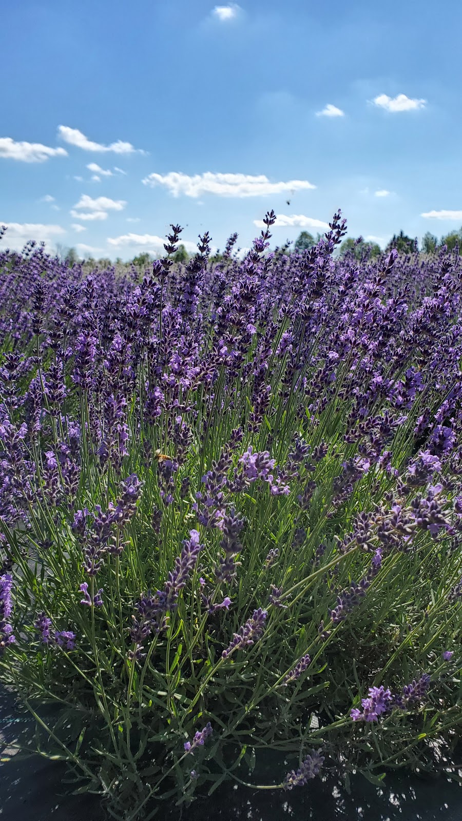 Stonewell Lavender Farm | 9762 Wellington Rd 42, Erin, ON N0B 1T0, Canada | Phone: (905) 757-8781