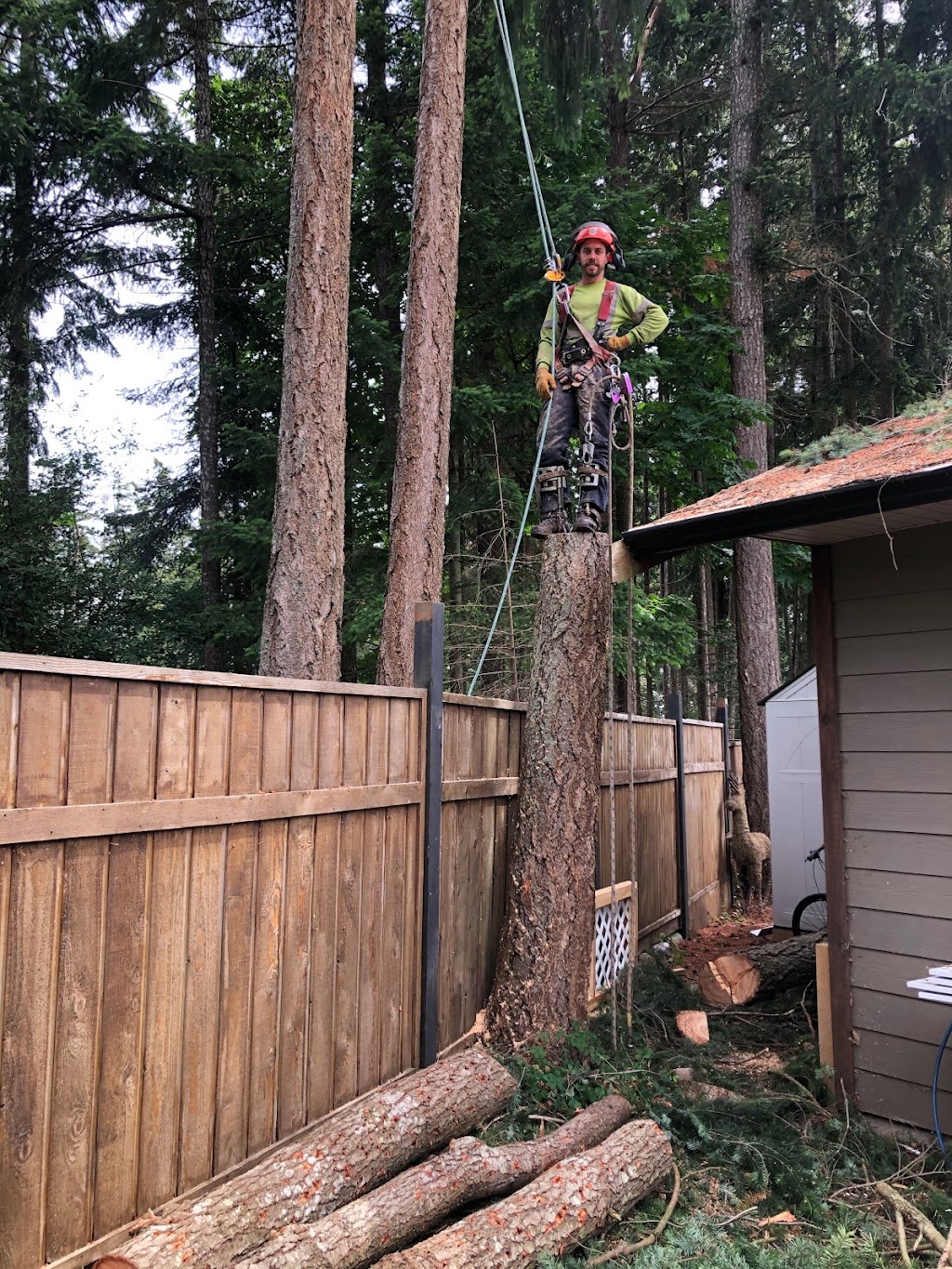 Sasquatch Tree Service | 4560 Duncan Bay Main Line Rd, Courtenay, BC V9N 9M4, Canada | Phone: (250) 218-0416