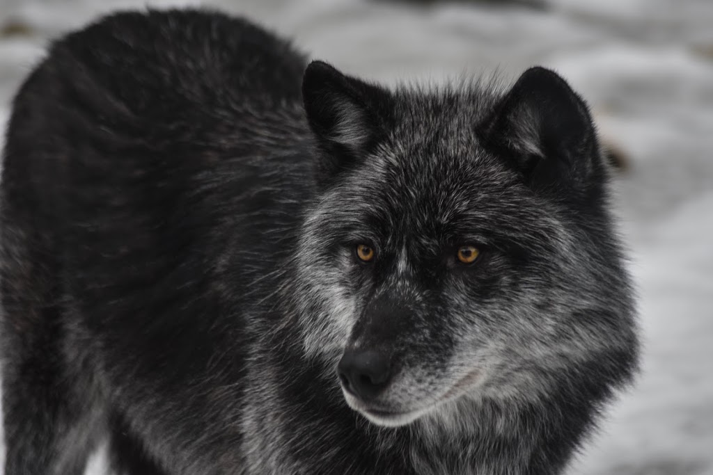 Haliburton Forest Wolf Centre | 1305 Redkenn Rd, Dysart et al, ON K0M 1S0, Canada | Phone: (800) 631-2198 ext. 140