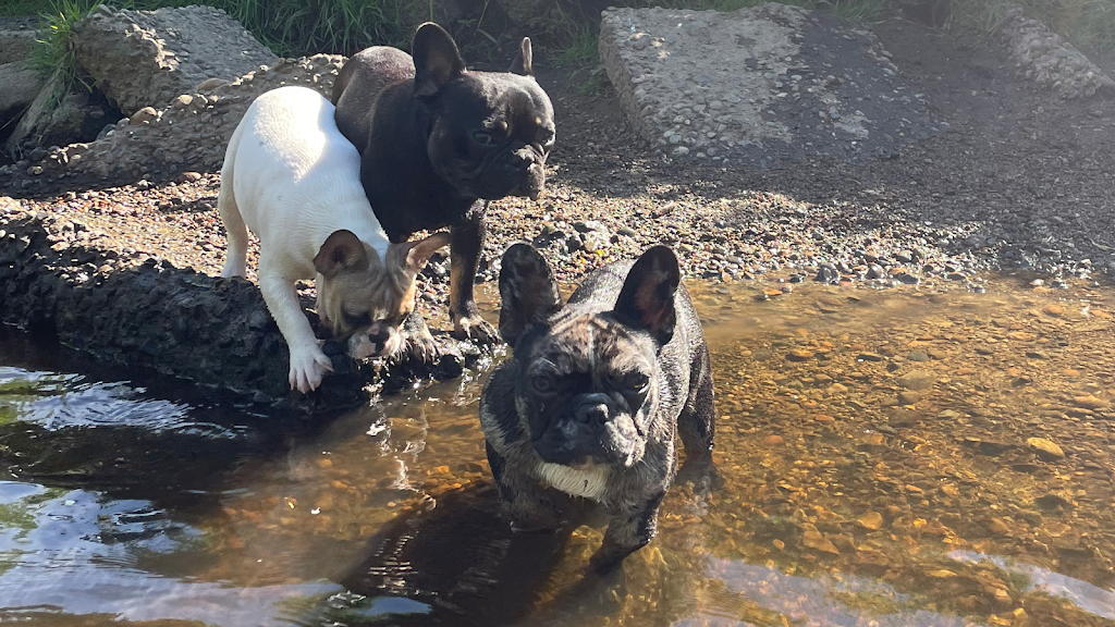 French Bulldog stud and breeder | 23619 128 Crescent, Maple Ridge, BC V4R 1P5, Canada | Phone: (778) 986-8557