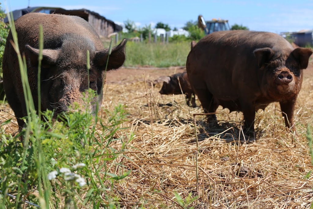 Wild Legacy Farm | 2695 Primrose Rd, Cardigan, PE C0A 1G0, Canada | Phone: (902) 326-2827