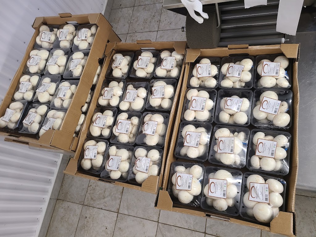 Brantford Mushroom Farm | 1744 Colborne St E, Brantford, ON N3T 5L4, Canada | Phone: (519) 756-6112