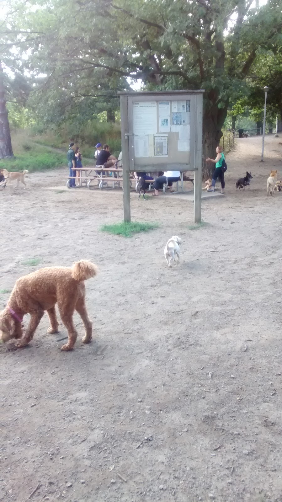 Dog Hill | Allotment Ln, Toronto, ON M6R, Canada