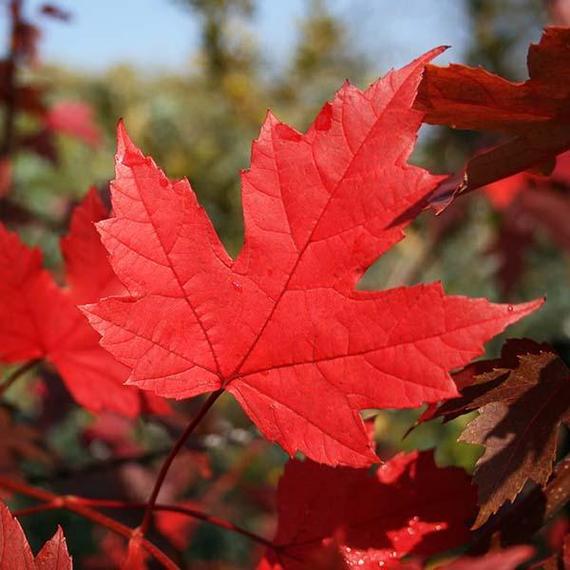 Revelstoke Garden Center | 899 Sandstone Rd, Revelstoke, BC V0E 2S0, Canada | Phone: (250) 814-4530