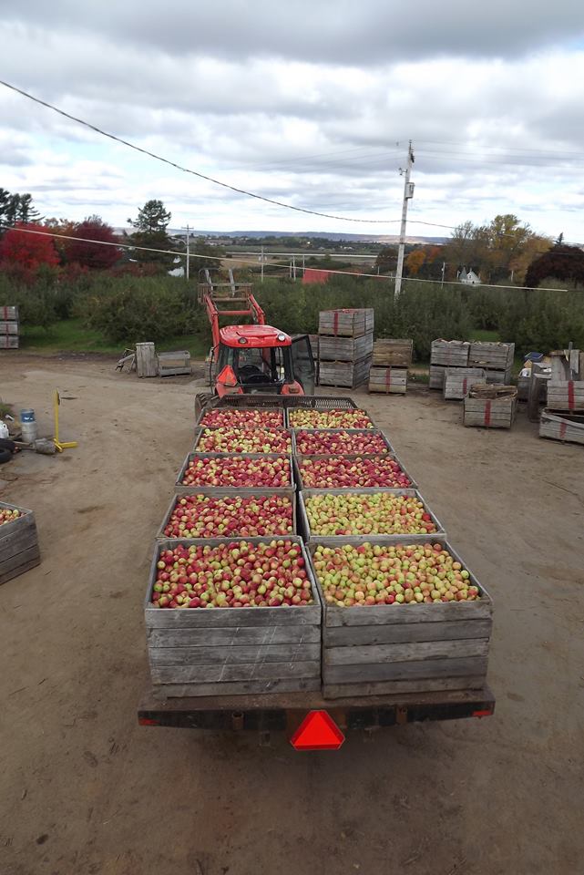 Elderkins Farm Market, Bakery, & U-Pick | 10362 Nova Scotia Trunk 1, Wolfville, NS B4P 2R2, Canada | Phone: (902) 542-7198