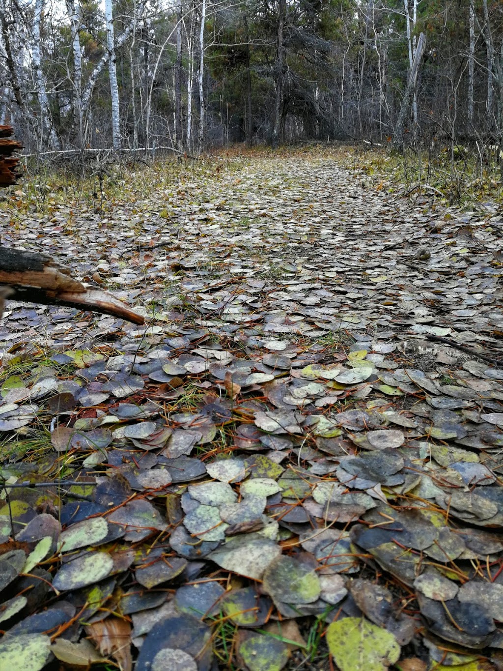 Ancient Beach Trailhead | Grand Marais, MB R0E 0T0, Canada