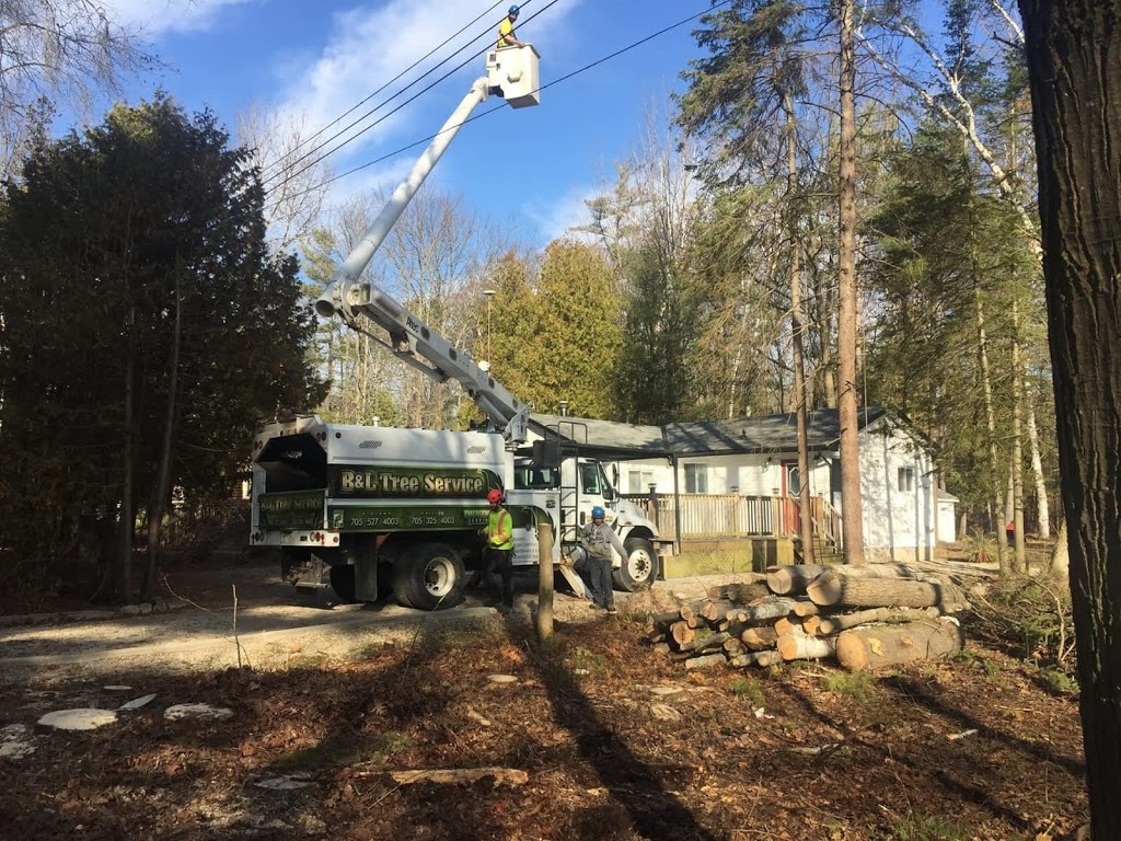 B&L Tree Service | 2080 Old Fort Rd, Midland, ON L4R 4K3, Canada | Phone: (705) 527-4003