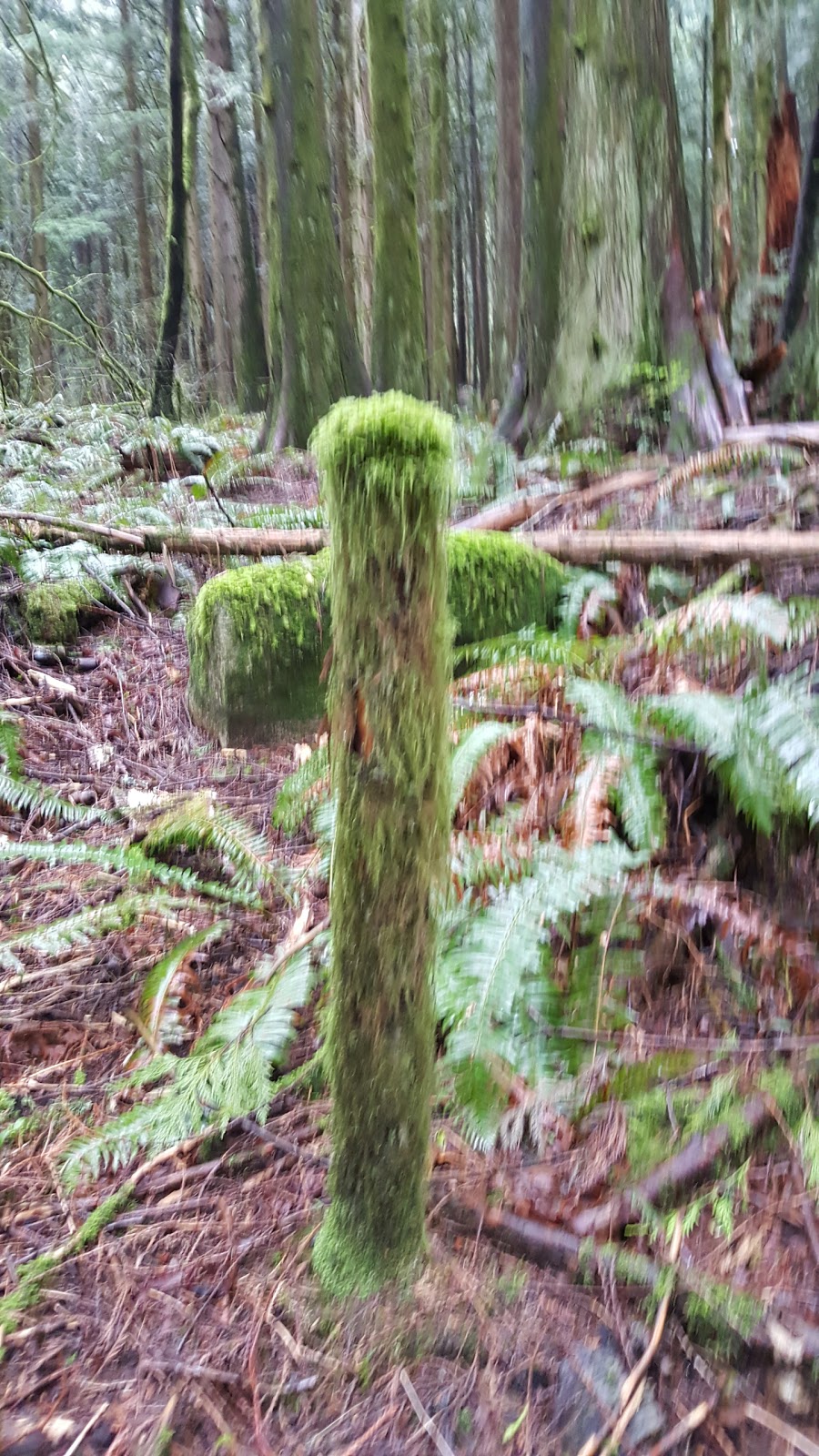 Woodland Walk Trail Head | 1500 Conifer Dr, Coquitlam, BC V3E 3H2, Canada