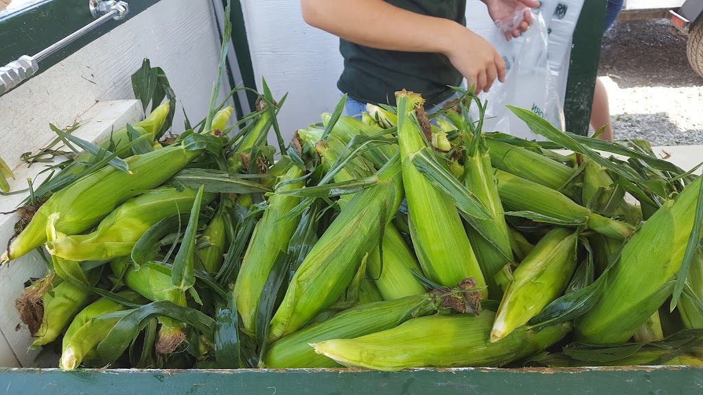 Snyders Sweet Corn | 1863 Haldimand Rd 9, Caledonia, ON N3W 2K1, Canada | Phone: (905) 765-0072